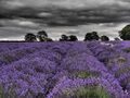 Lavender Field Teresa Hopkins