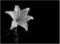 Second---Lily