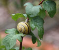 Linda Harris ---Snail on Snowberry
