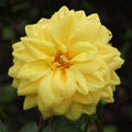Linda Harris ---Yellow Dahlia