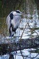 Lloyd Pickup--- Heron ---Commended