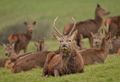 Bill Mackie Ashton Stag