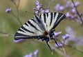 Bill Mackie. Swallowtail Butterfly. H.C.