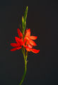 Cynthia Mallin. Hespelantha Coccinea Major. H.C.