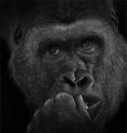 Geoff Mallin.Captive Subject.3rd