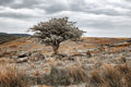 3rd---Mallin, Geoff--- Lone Tree, Combestone Tor