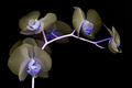 Mallin, Geoff---Slipper Orchid ---First