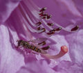 Marmalade Horverfly