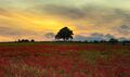Matthew Harris--- Poppylar Tree ---Commended