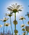 Matthew Harris--- Spring Heaven Commended