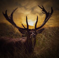 Matthew Harris ---Sunset Stag ---Highly Commended