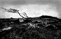 Mike Abraham ---Lone tree- bodmin