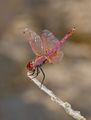 Violet Dropwing 2---10