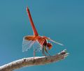Orange-Winged Dropwing---Bill mackie