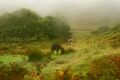 Peter Weaver ---Gloom and Drizzle Near Wistman's Wood