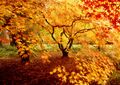 Peter Weaver--- Moving Leaves