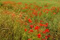 Peter Weaver---Poppies Near Badminton