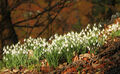 Peter Weaver ---Woodland Snowdrops Painswick