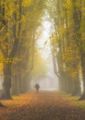 Pickup, Kim---Early Morning Stroll--- Highly Commended