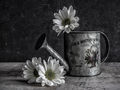 Pickup, Kim--- La boutique watering can ---Commended