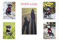 Puppy Love---Teresa Hopkins