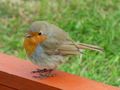 Robin
