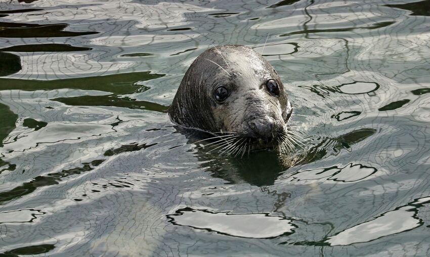 Seal at Gweek