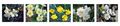Spring Flowers---Linda Harris