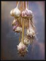 Steve Hallam---Garlic