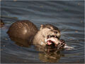 Steve Pickering ---Otter's Breakfast Highly Commended