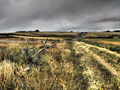 Sue Bennett---Eype Down ---Highly Commended