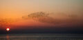 Sue Bennett ---Murmurations---Third