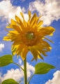 Sunflower Teresa Hopkins