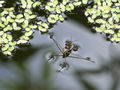 Water Boatman