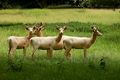 Weaver, Peter ---White Fallow Deer ---Commended