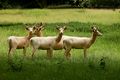 White Fallow Deer