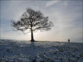 Winter Silhouette---11