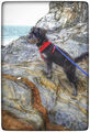 = 1st Hopkins, Teresa Sea Dog