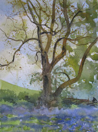 Outdoor Sketch - Ash Tree & Bluebells ash tree amid bluebells outdoor sketch