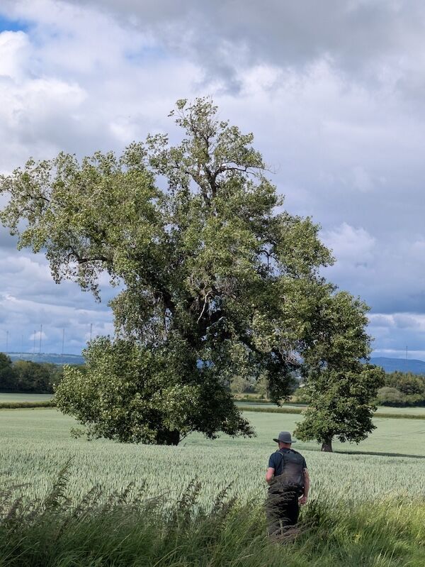 Richard admiring a female black poplar