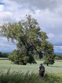 Richard admiring a female black poplar