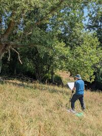 Richard sketching ancient black poplar