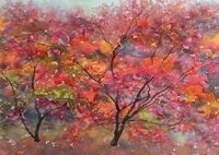 acers turning red in Autumn Garden at Queenswood