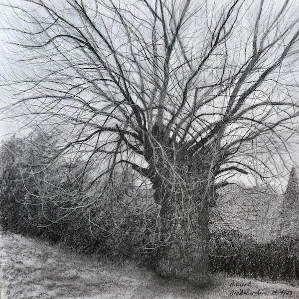 outdoor sketch of ancient native black poplar