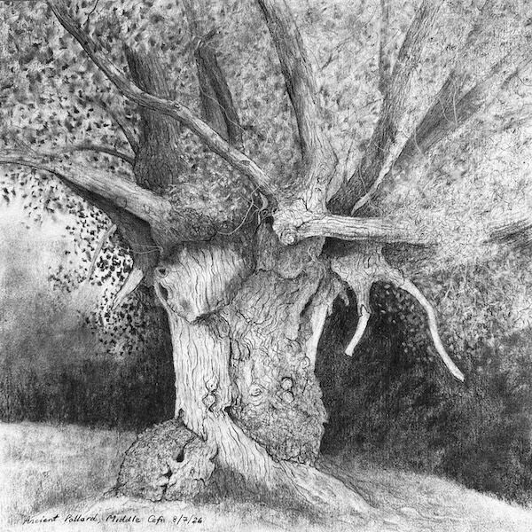 charcoal sketch of an ancient pollard in Middle Cefn