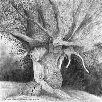 charcoal sketch of an ancient pollard in Middle Cefn