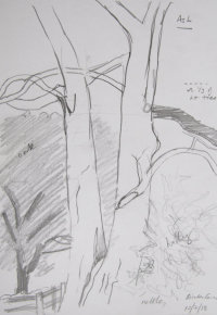 Ash - sketch