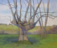 Ash Pollard watercolour ash tree