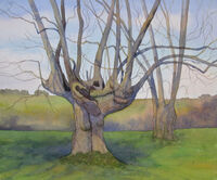 Ash Pollard, Early Spring watercolour ash tree