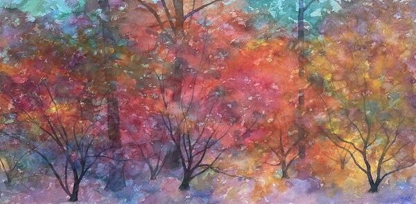 Acers in their autumn colour